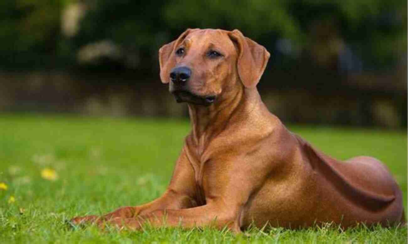 Caring For Your Rhodesian Ridgeback Rhodesian Ridgeback Training Vol 3 Taking Care Of Your Rhodesian Ridgeback: Nutrition Common Diseases And General Care Of Your Rhodesian Ridgeback