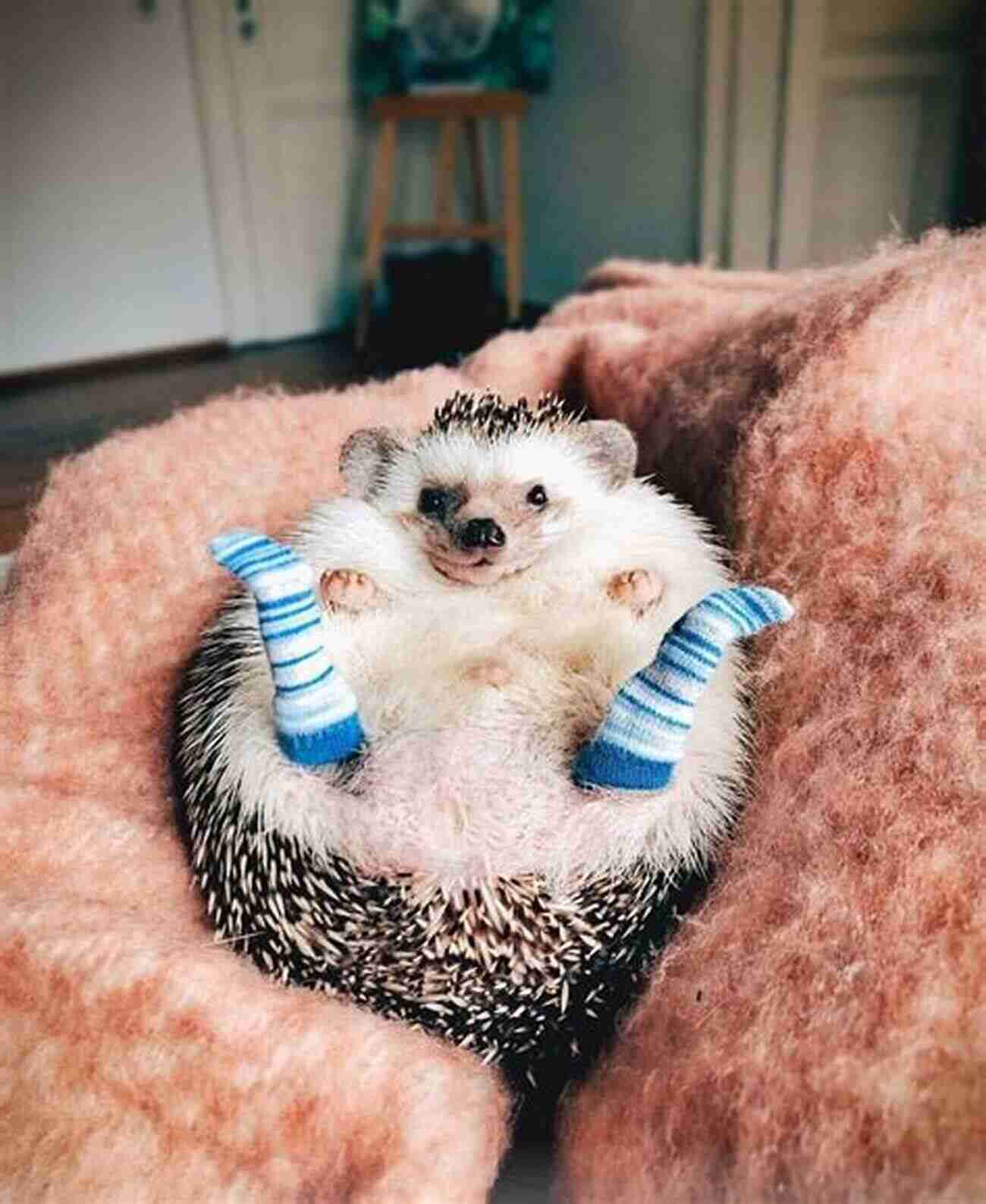 Cheerful Hedgehogs Made From Socks Socks Appeal: 16 Fun Funky Friends Sewn From Socks