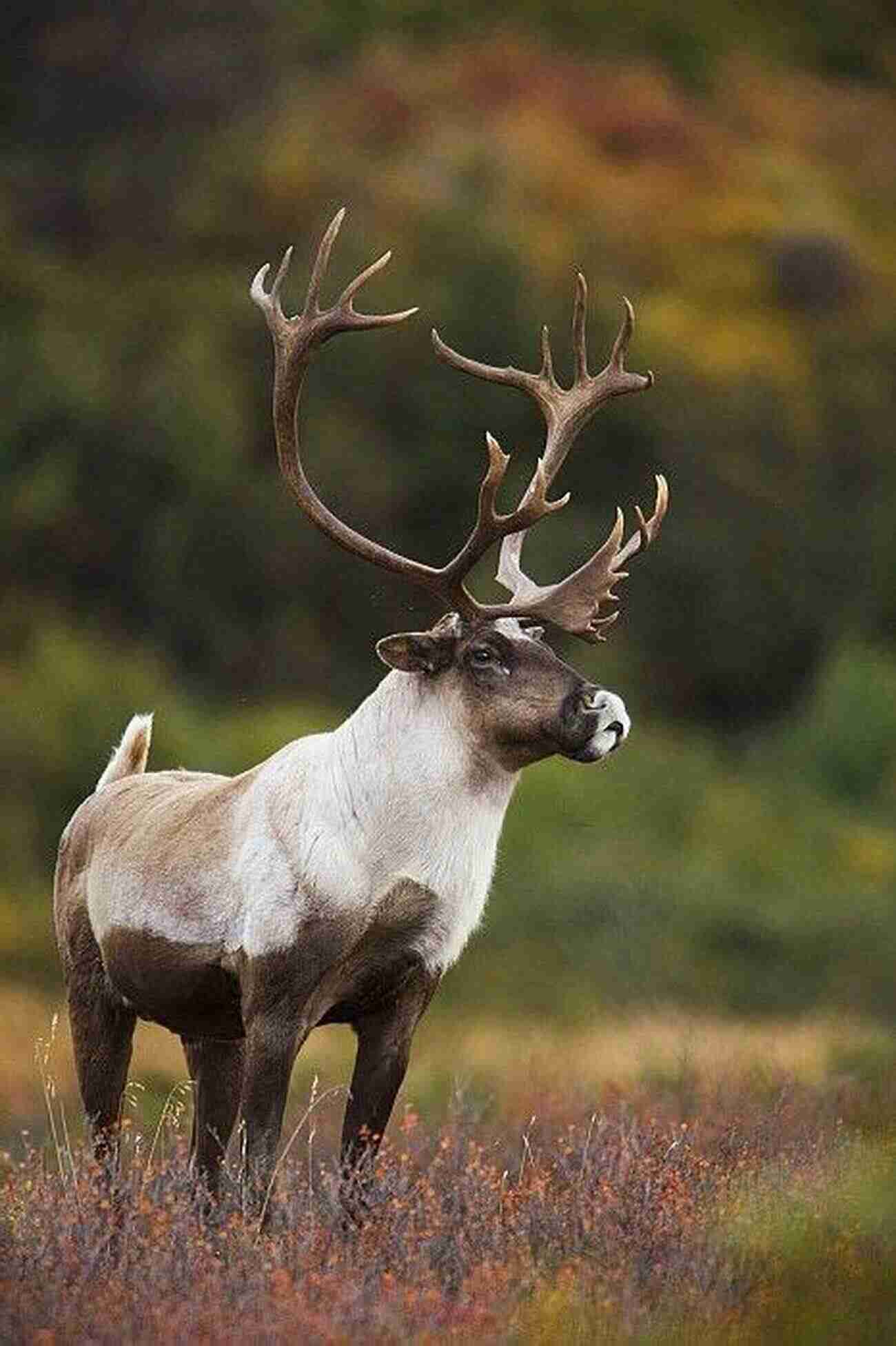 Close Up Of A Majestic Bull Caribou In Alaska On Patrol: True Adventures Of An Alaska Game Warden (Caribou Classics)