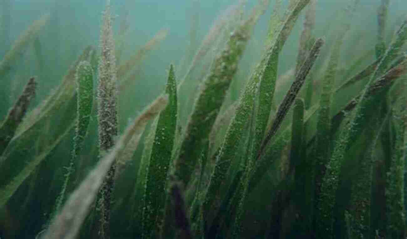 Close Up Of Seagrass Seaweeds: A Color Coded Illustrated Guide To Common Marine Plants Of The East Coast Of The United States (Keystone Books)