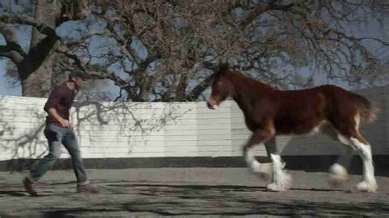 Clydesdale Horse Training Clydesdale Horse Training By Rusty Fence Horse Training Horse Care Horse Grooming Horse Groundwork Easy Training Professional Results Clydesdale