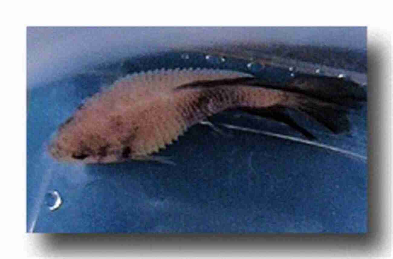 Common Signs Of Dropsy: Bloated Appearance, Protruding Scales Super Simple Guide To Common Fish Diseases