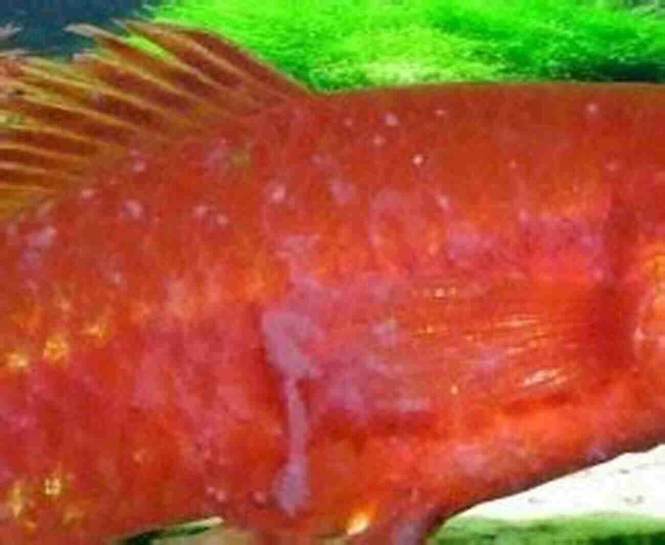 Common Signs Of Velvet: Golden Or Rust Colored Dust Like Particles On Fish Super Simple Guide To Common Fish Diseases