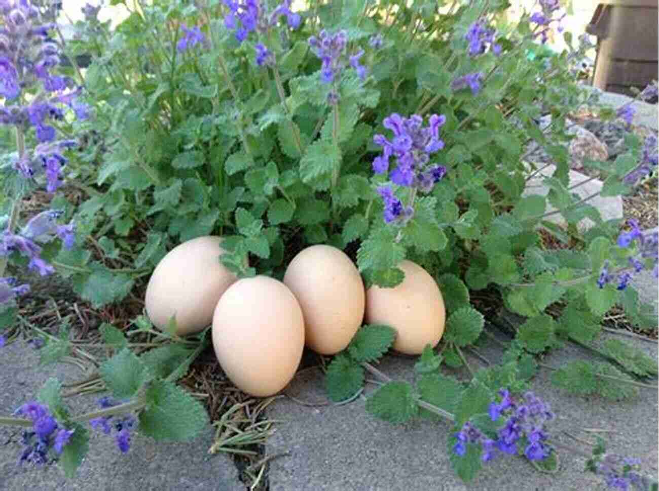 Coop Building: A Key To Happiness And Healthy Hens Backyard Chickens: Join The Fun Of Raising Chickens Coop Building And Delicious Fresh Eggs (Hint: Keep Your Girls Happy ) (Chicken 1)