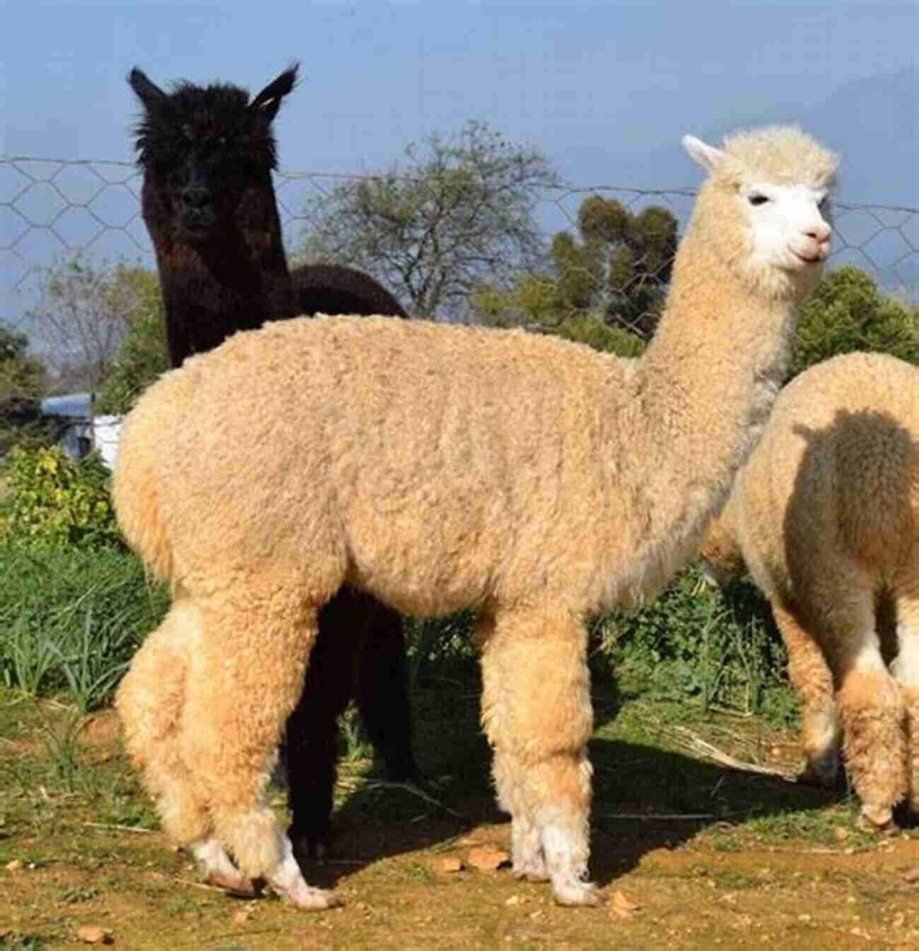 Costs Of Owning Alpacas Alpaca : Alpaca Care Behavior Diet Interacting Costs And Health Care