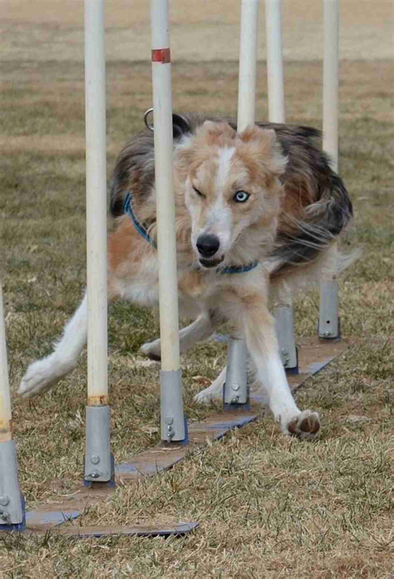 Cute Border Collie Dog Practicing Agility Tricks Tricks In The City: For Daring Dogs And The Humans That Love Them (Trick Dog Training Exercise Your Dog)