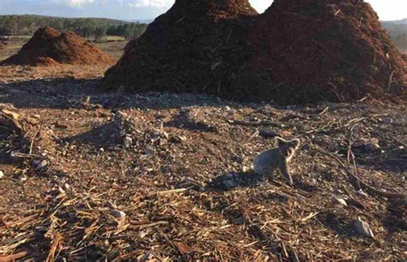 Deforestation Impacting Wildlife Habitat A Grim Reminder Of Our Disconnect With Nature The Death Of The Animal: A Dialogue