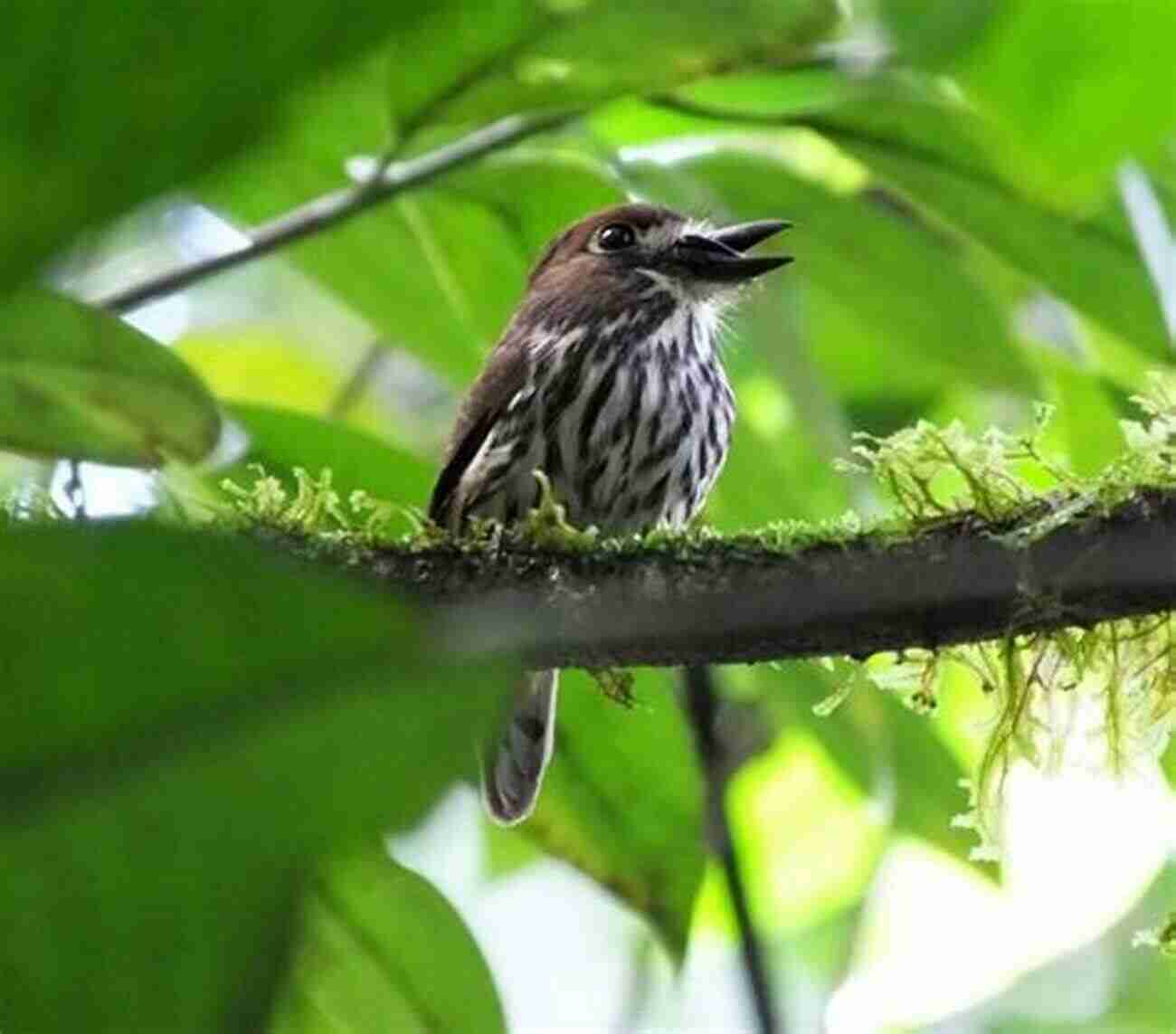 Delve Into The World Of Lesser Known Bird Species In Costa Rica Birds Of Costa Rica (Magnificent Animal Series)