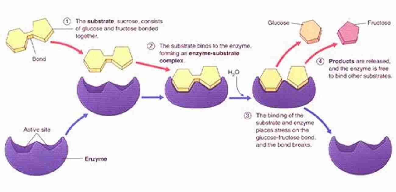 Diagram Depicting The Structure Of An Enzyme Bioinspired Chemistry: From Enzymes To Synthetic Models (Series On Chemistry Energy And The Environment 5)