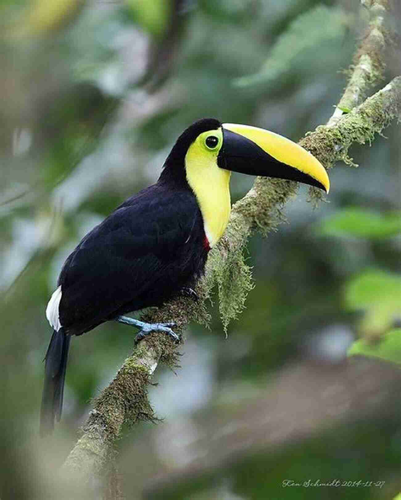 Discover The Flamboyant Beauty Of Toucans In Their Natural Habitat Birds Of Costa Rica (Magnificent Animal Series)