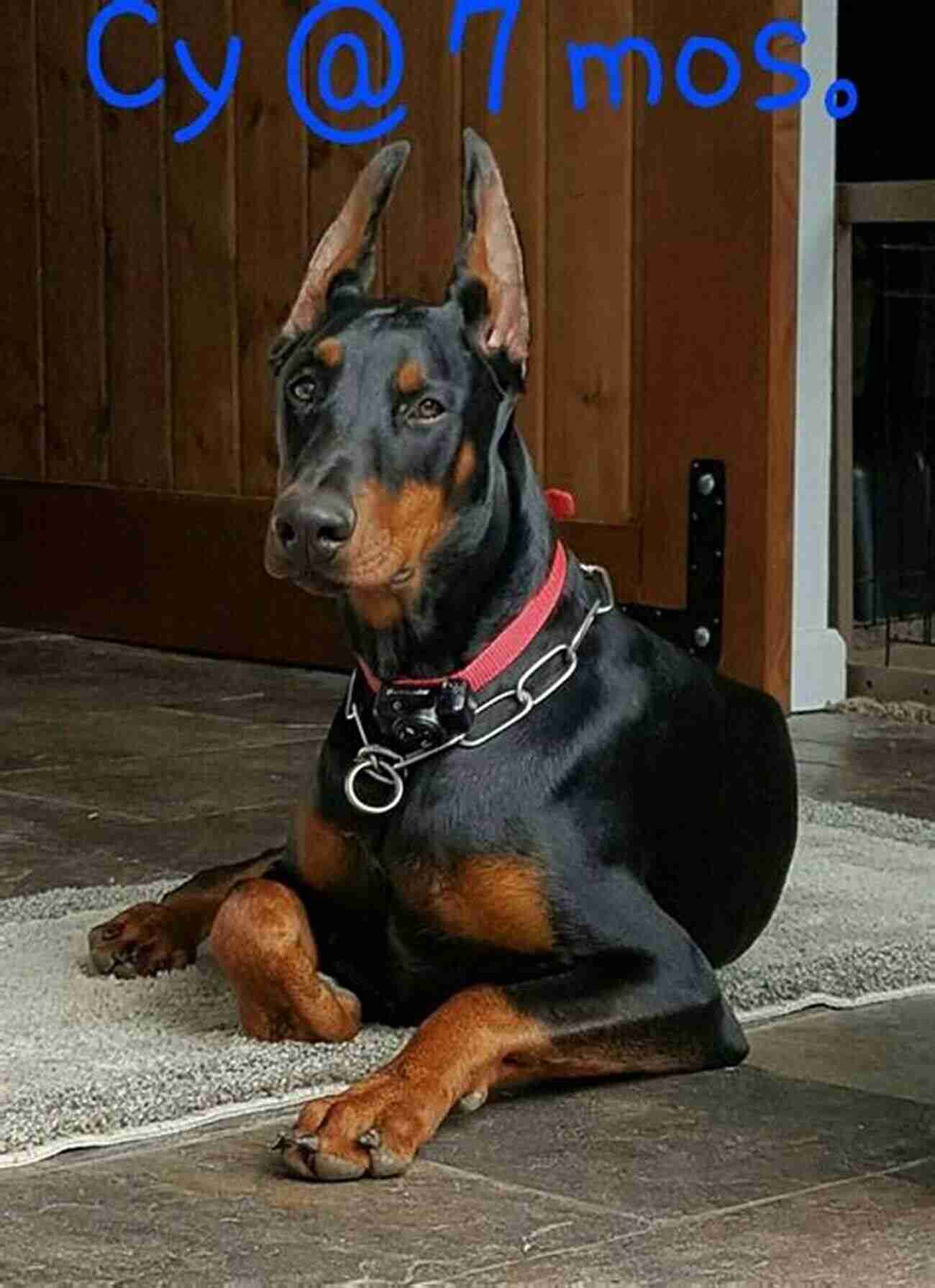 Dobermann In Action, Guarding Its Owner Dobermanns: A Practical Guide For Owners And Breeders