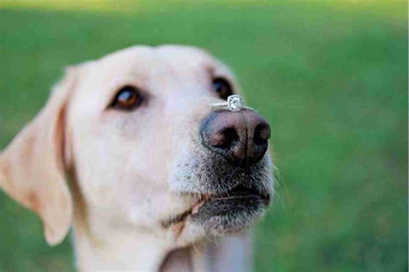 Dog Engaged In Nose Work The Nose Work Handler Foundation To Finesse