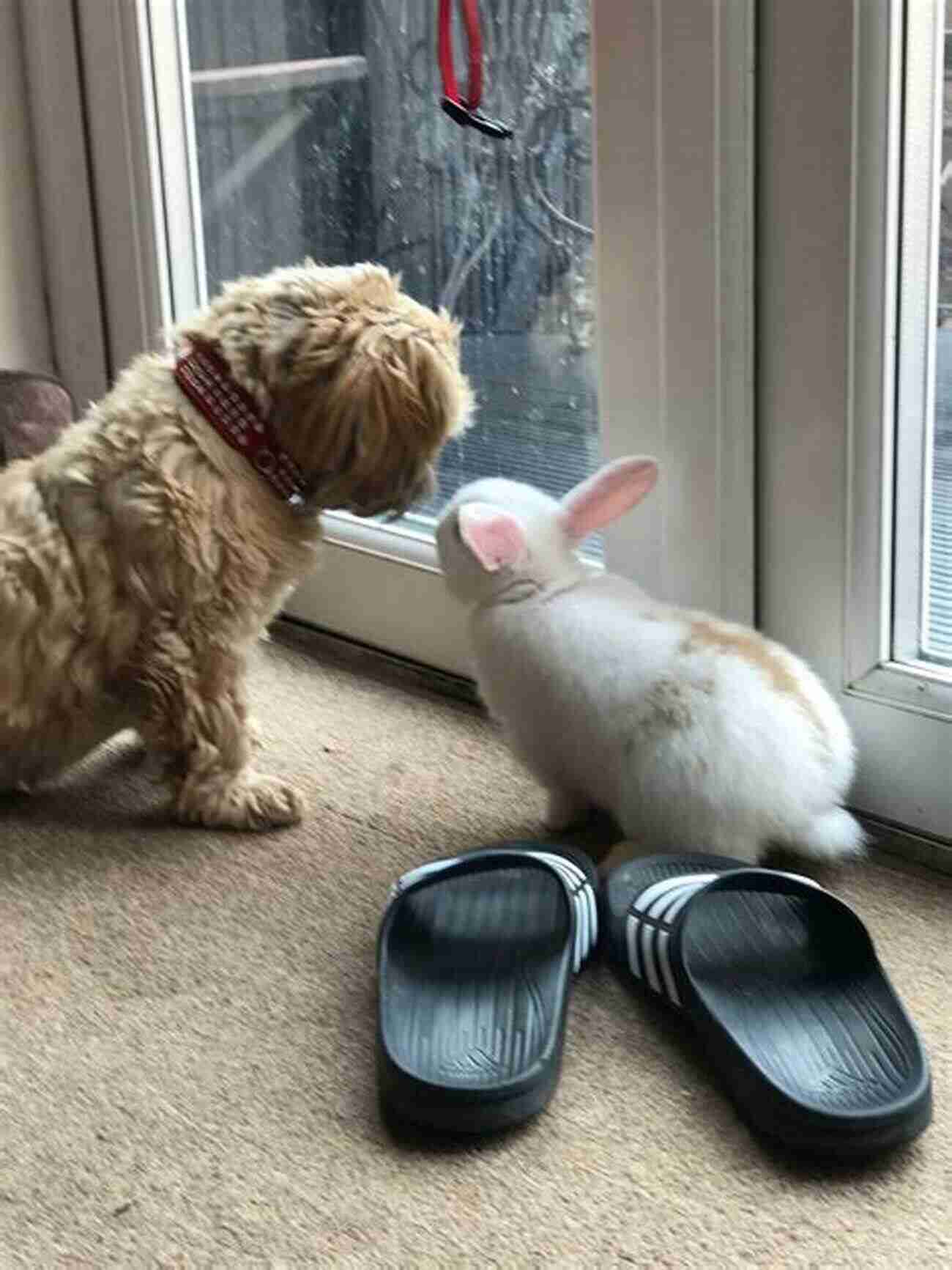 Dog And Rabbit Friendship Trending On Social Media A Dog And A Rabbit