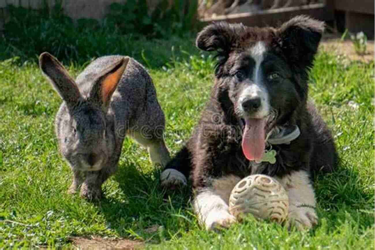 Dog And Rabbit Playing Together In The Garden A Dog And A Rabbit