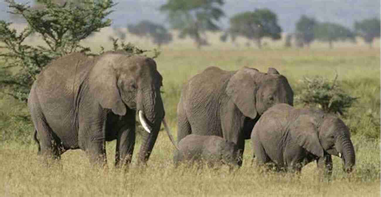 Emilee Hines Capturing A Close Up Shot Of A Gentle Elephant In Maasai Mara East African Odyssey Emilee Hines