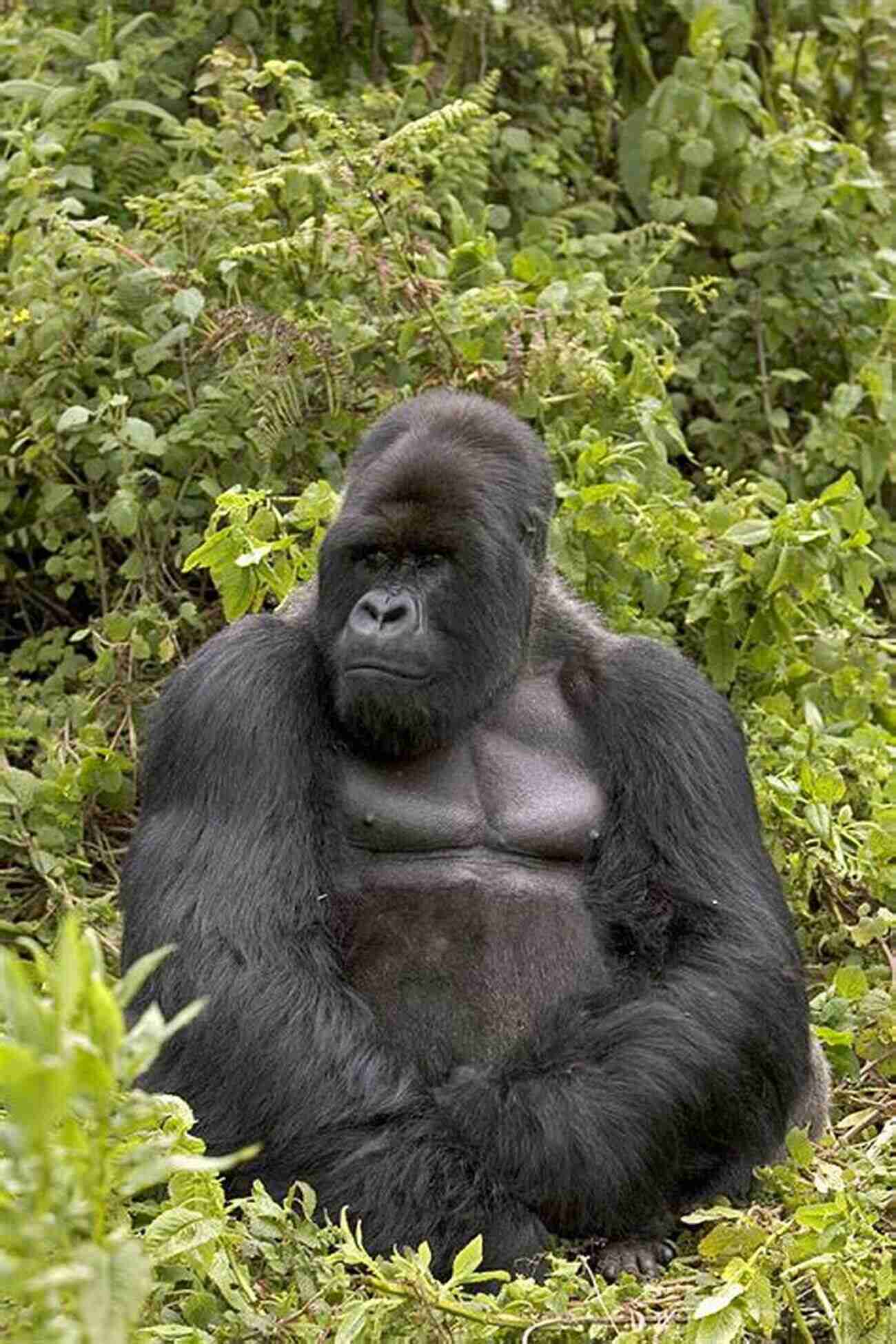 Emilee Hines Witnessing A Majestic Silverback Gorilla In The Rwandan Mountains East African Odyssey Emilee Hines