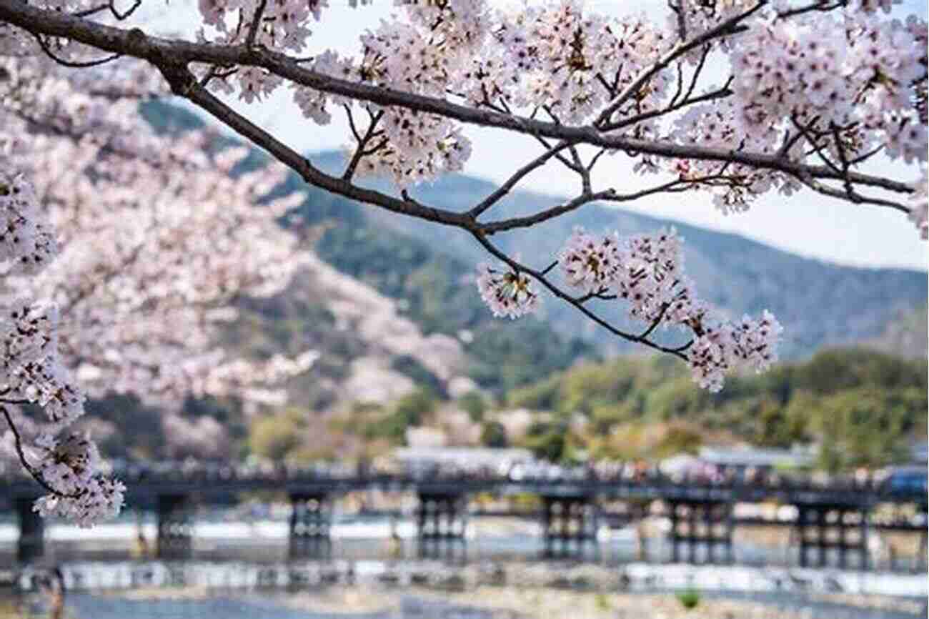 Entrancing Cherry Blossoms In Full Bloom At The Arashiyama Bamboo Grove In Kyoto Japan Overseas Publication No 13: Feature Japan Tourism Photos