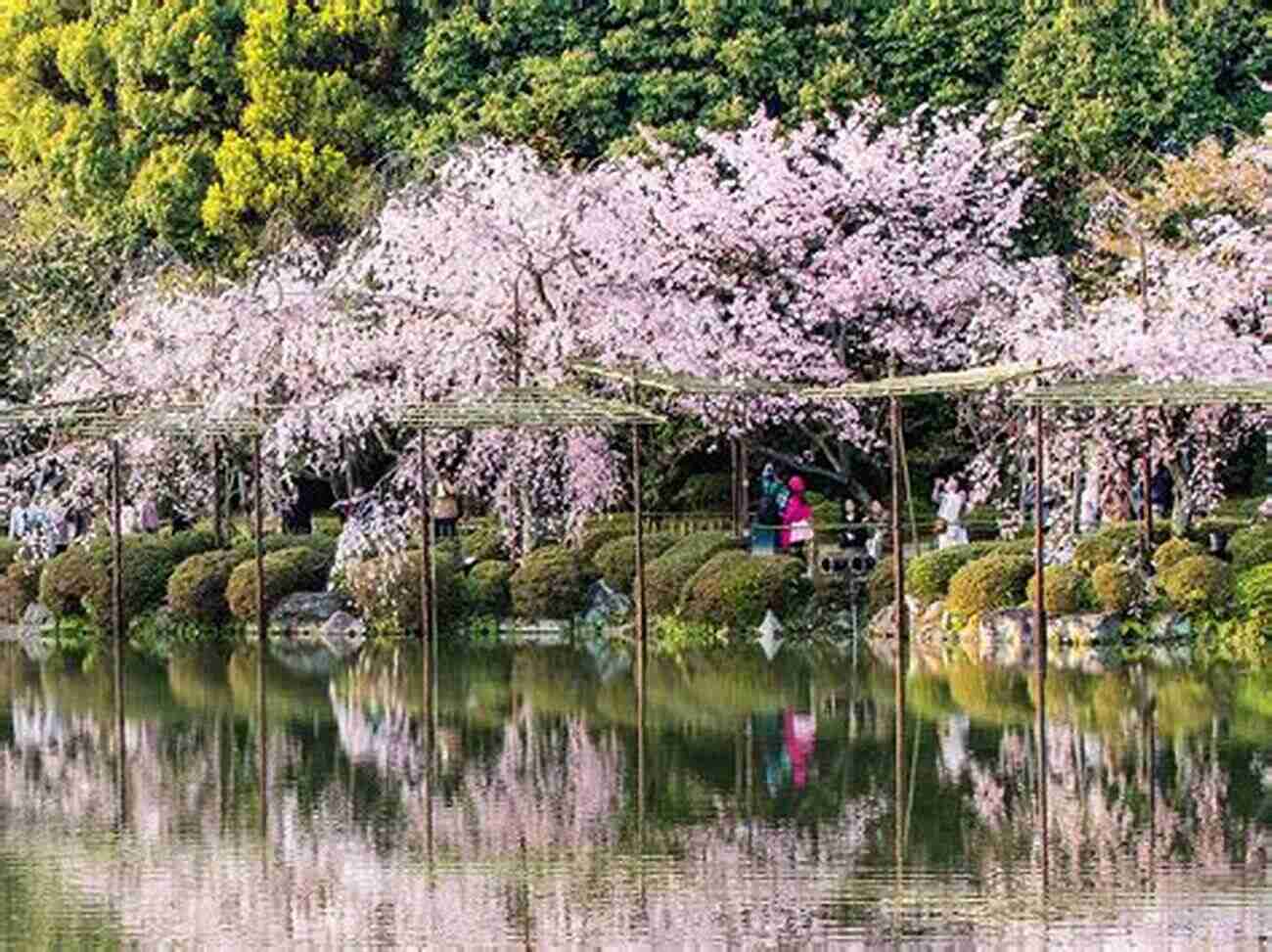 Explore The Vibrant Cherry Blossoms In Kyoto, Japan Japan Overseas Publication No 13: Feature Japan Tourism Photos