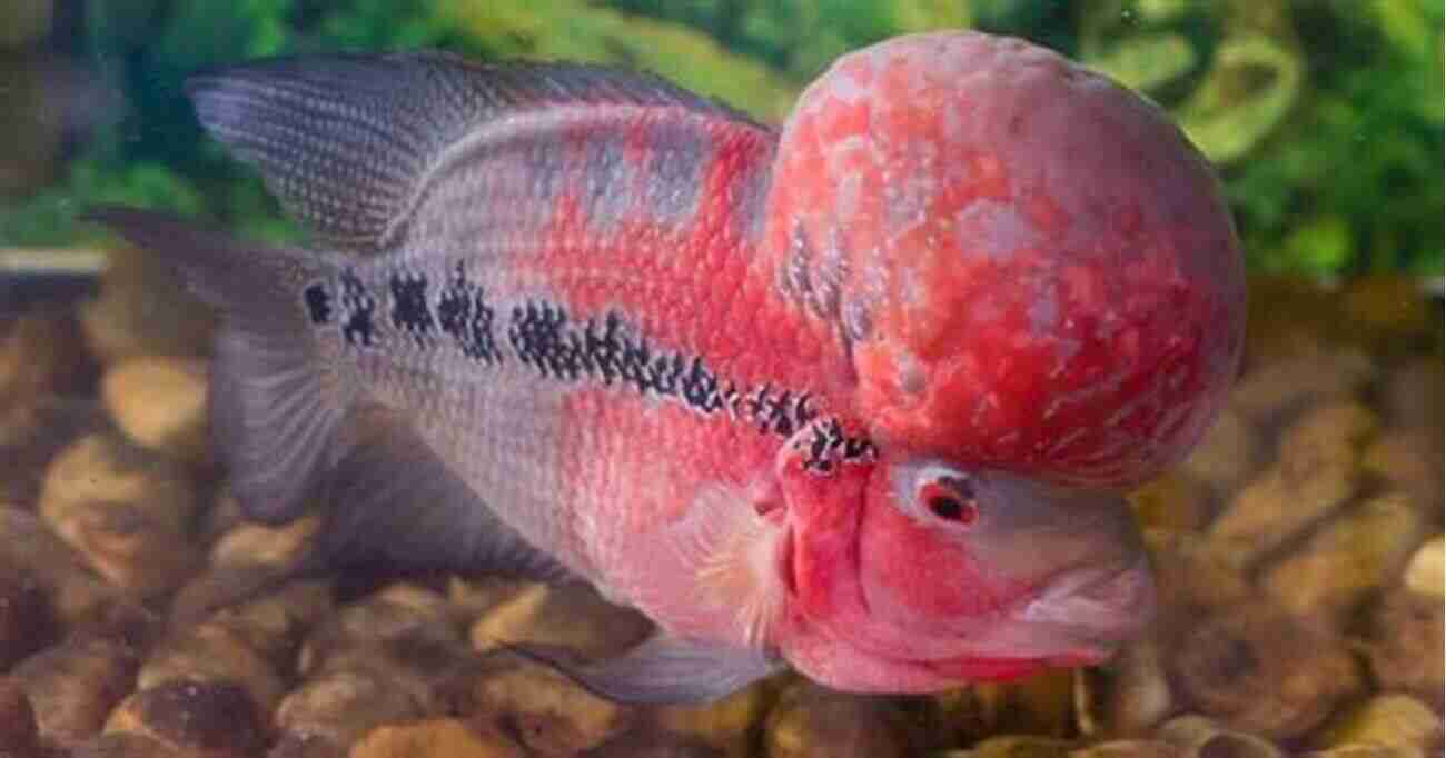 Flowerhorn Tankmates And Compatibility Nikita Nain Comprehensive Flowerhorn Care Guide Nikita Nain