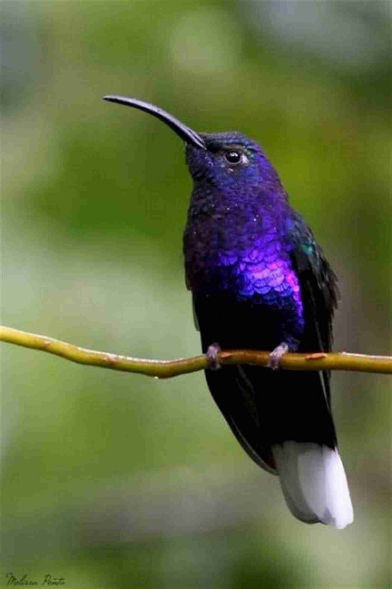 Get Enchanted By The Delicate Beauty Of Hummingbirds In Costa Rica Birds Of Costa Rica (Magnificent Animal Series)