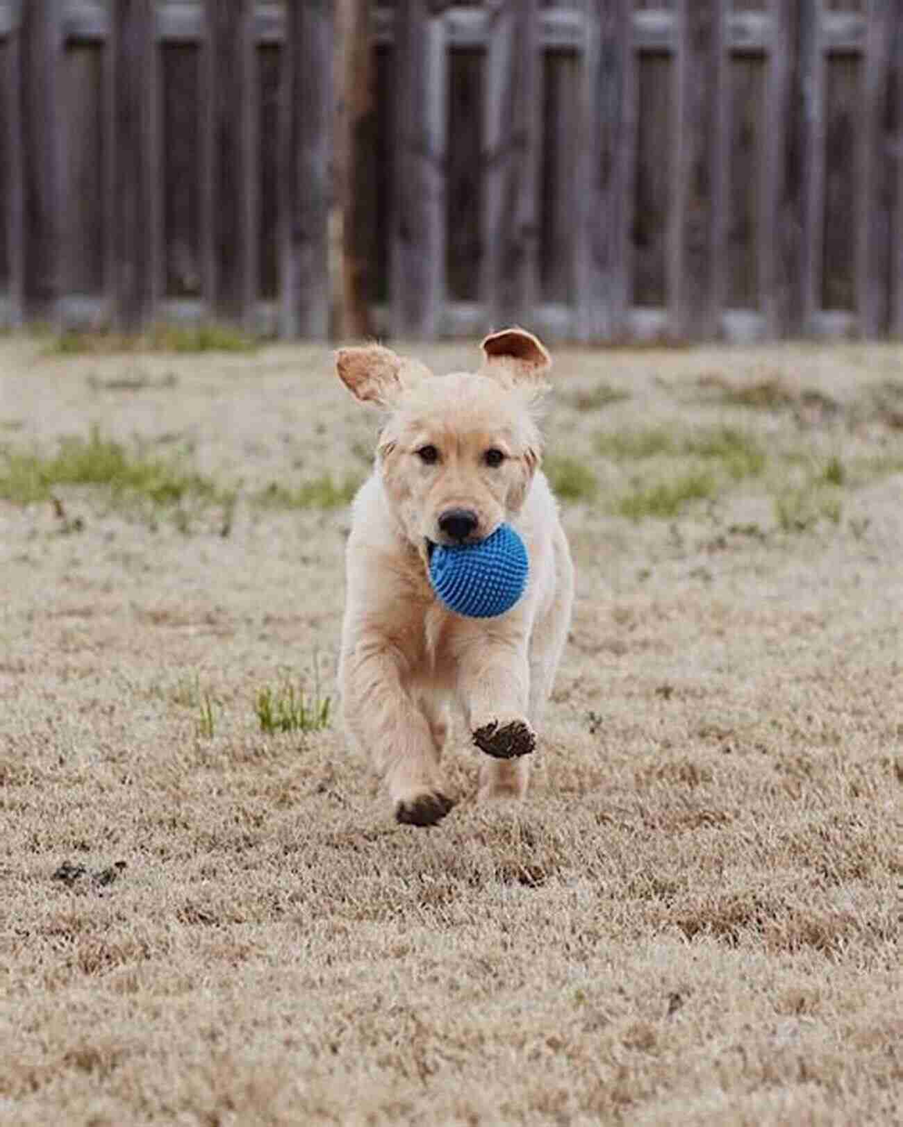 Golden Retriever Playing Fetch In The Park Golden Retriever Training Vol 3 Taking Care Of Your Golden Retriever: Nutrition Common Diseases And General Care Of Your Golden Retriever