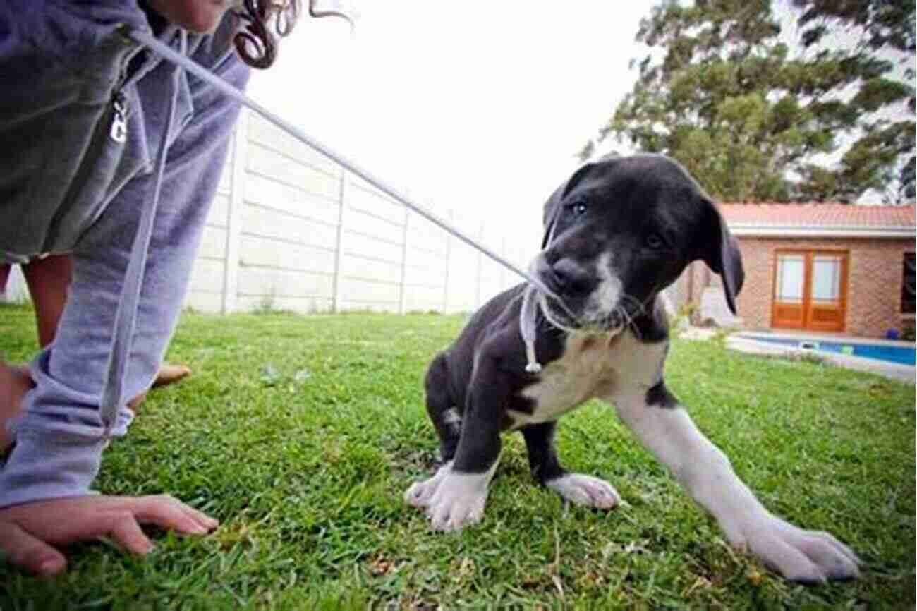 Great Dane Puppy Training With Its Owner Outdoors Great Dane Training: Dog Training For Your Great Dane Puppy