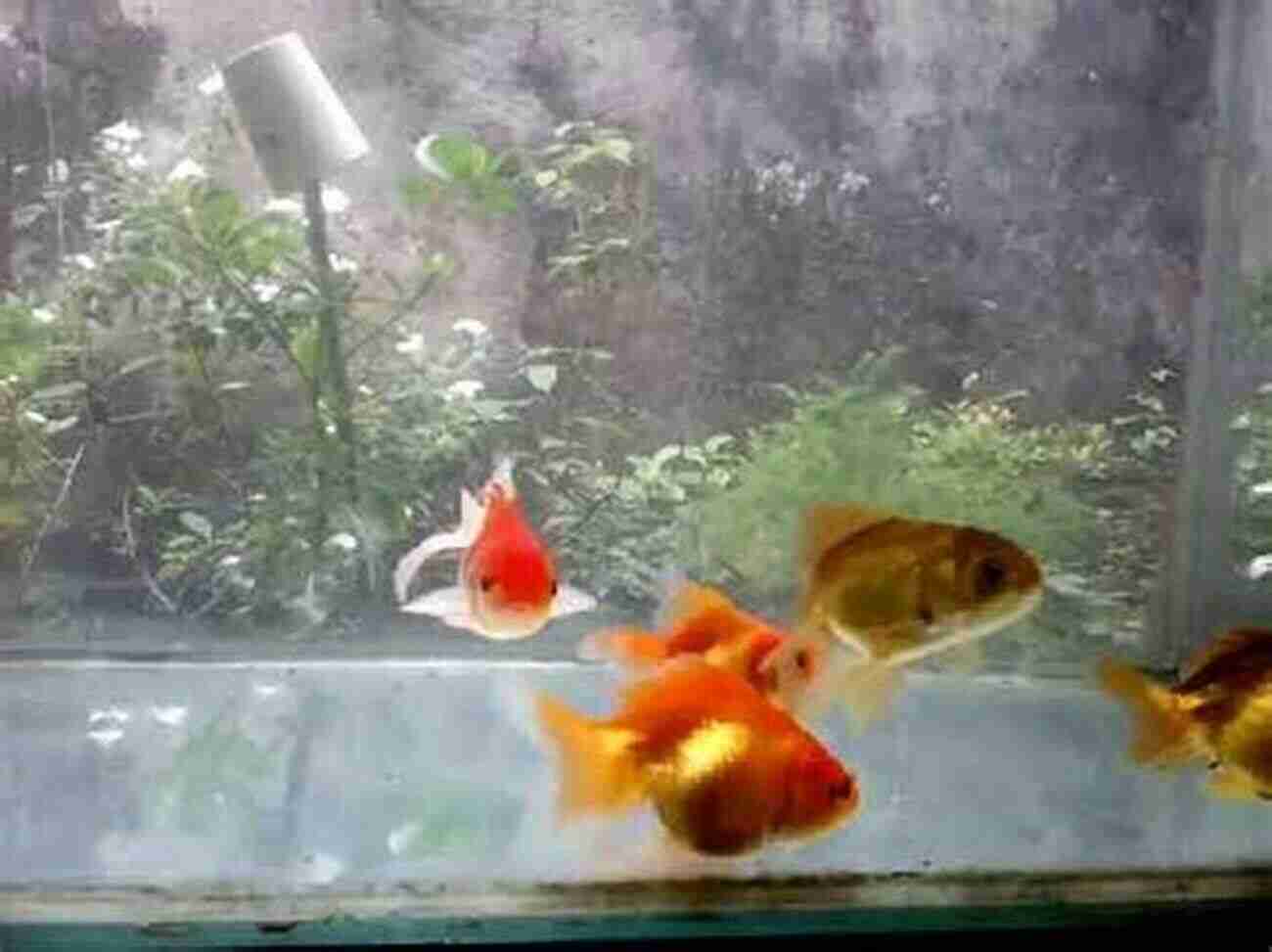 Healthy Pet Goldfish Swimming Happily In A Clean Aquarium Goldfish Care The Easy Way