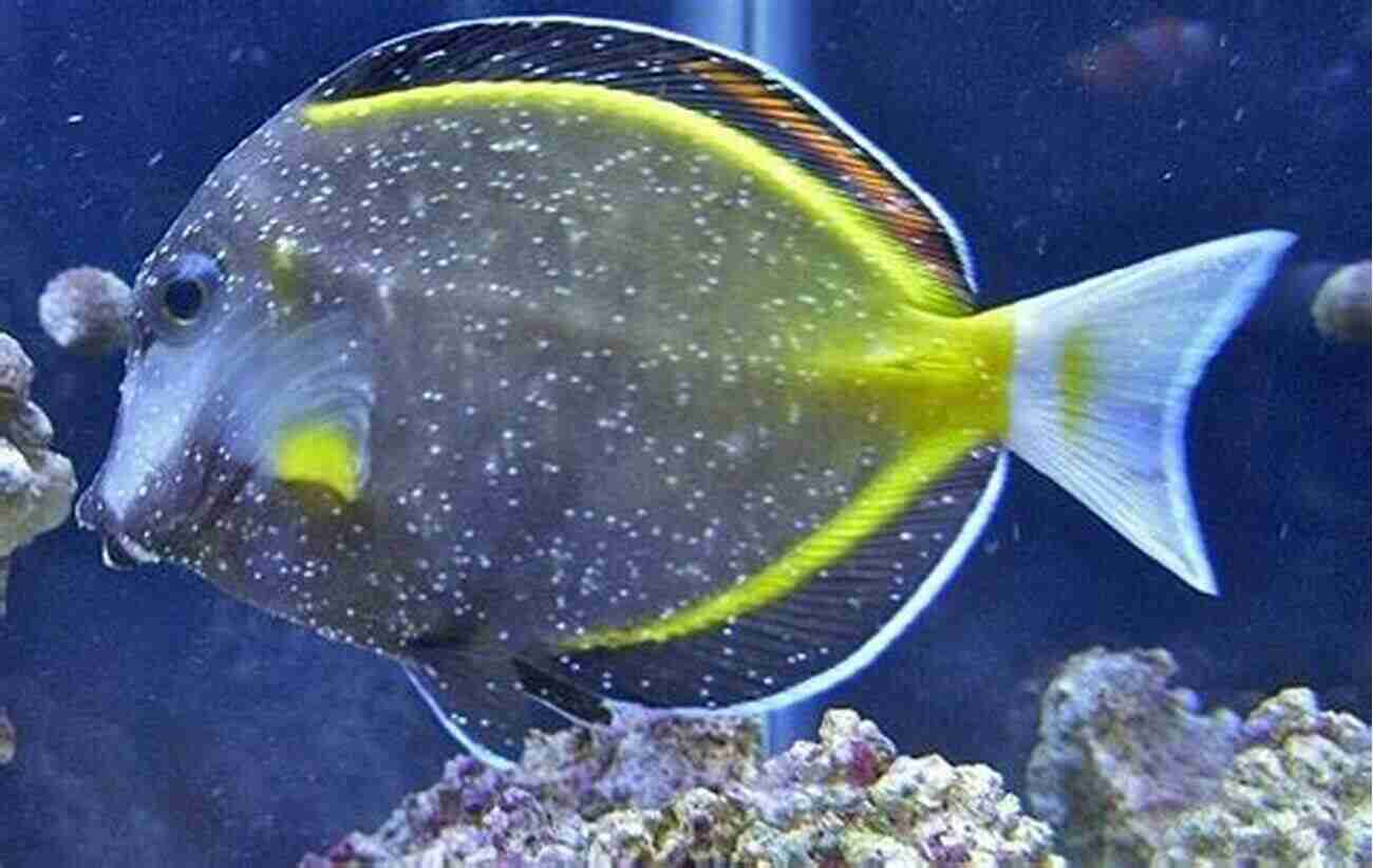 Ich Parasite In Saltwater Aquariums How To Kill The Ich Parasite In Saltwater Aquariums