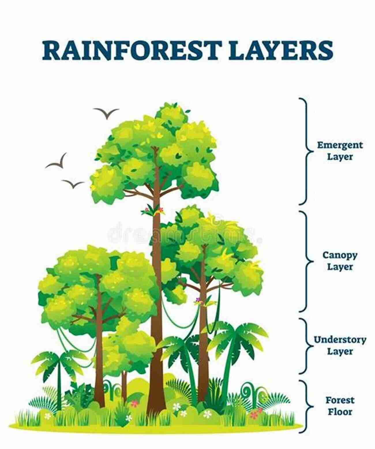 Illustration Depicting The Layers Of The Rainforest The Rainforest Ecosystem Kids Earth Science Grade 4 Children S Environment