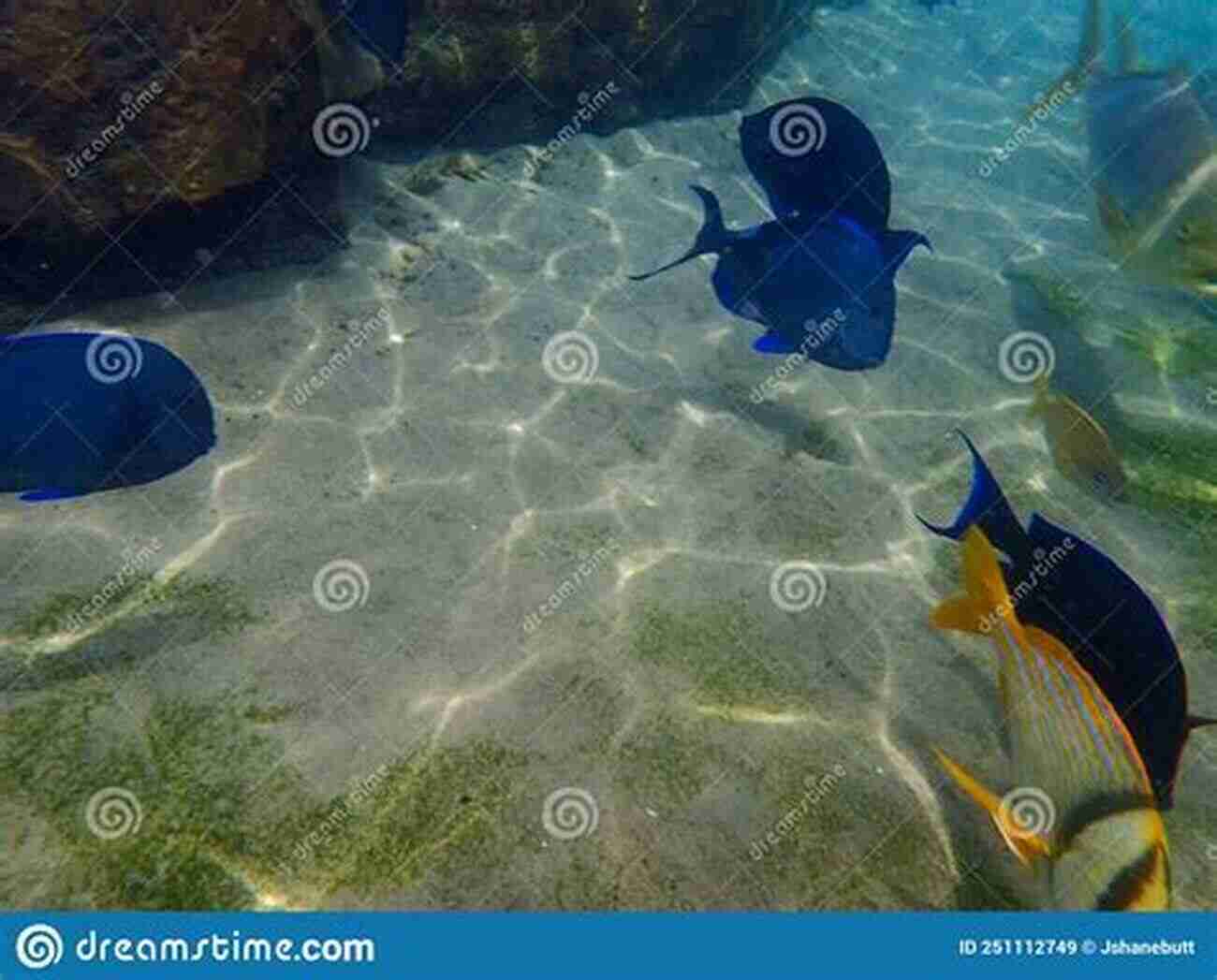 Illustration Of A Blue Tang Swimming Near Coral Coral Reef Animals For Kids: Habitat Facts Photos And Fun Children S Oceanography Edition