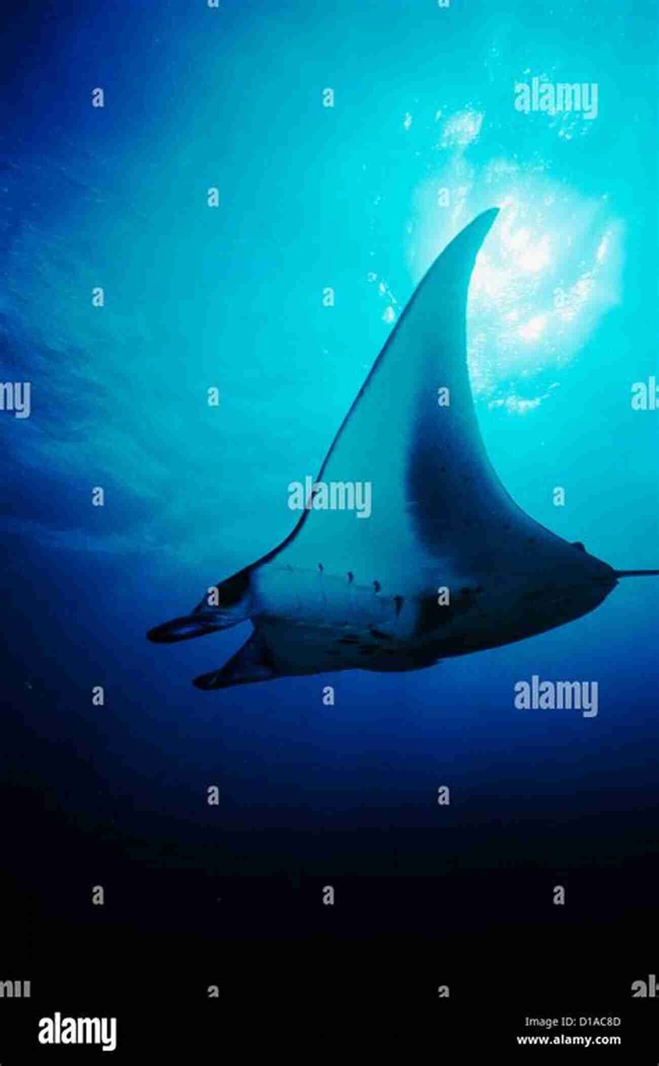 Illustration Of A Manta Ray Gliding Through The Water Coral Reef Animals For Kids: Habitat Facts Photos And Fun Children S Oceanography Edition