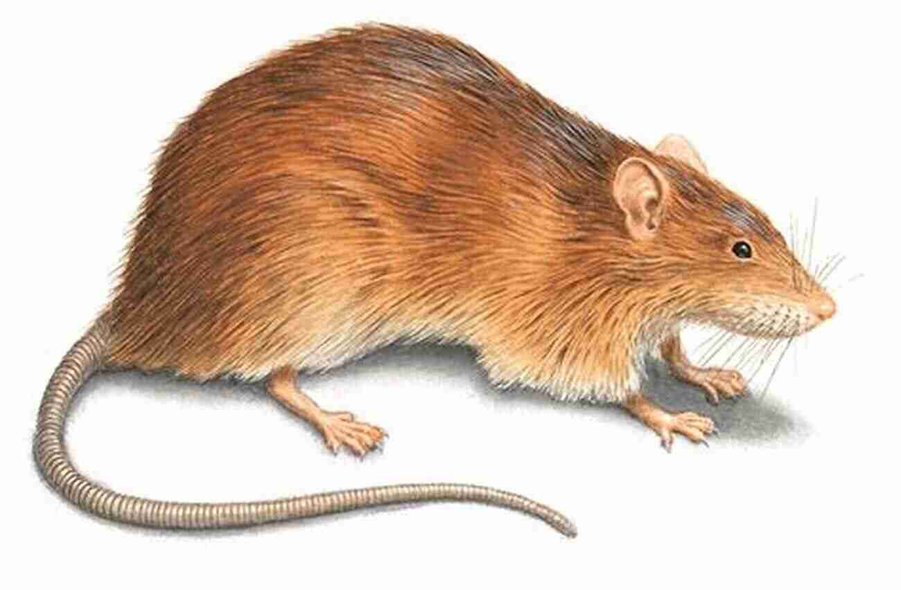 Illustration Of A Rat The Rat Its History Destructive Character