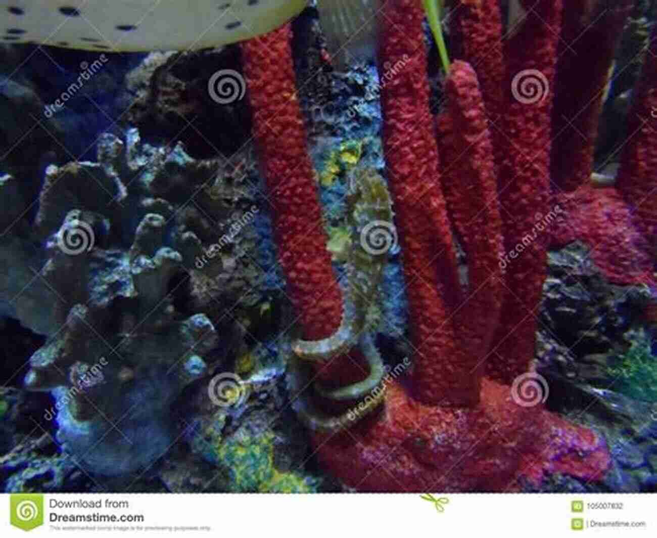 Illustration Of A Seahorse Clinging Onto Coral Coral Reef Animals For Kids: Habitat Facts Photos And Fun Children S Oceanography Edition