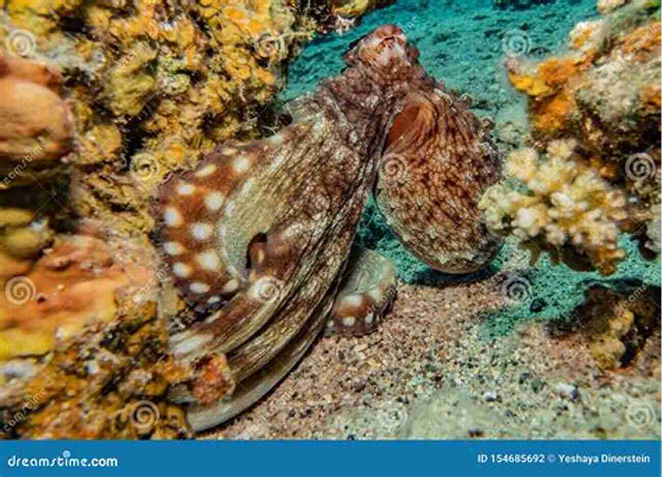 Illustration Of An Octopus Camouflaged On Coral Coral Reef Animals For Kids: Habitat Facts Photos And Fun Children S Oceanography Edition