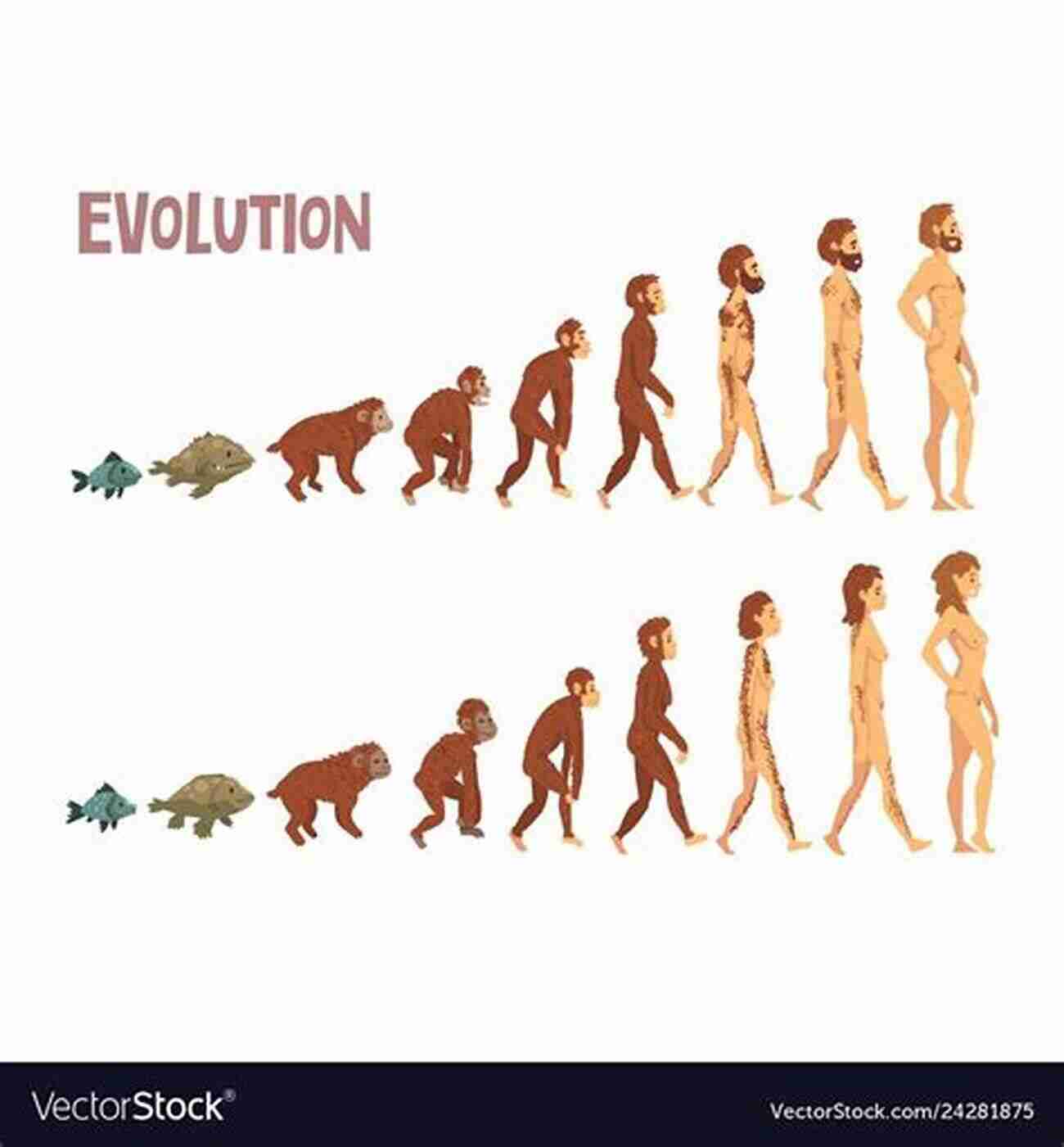 Illustration Of Early Human Evolution We Hominids: An Anthropological Detective Story