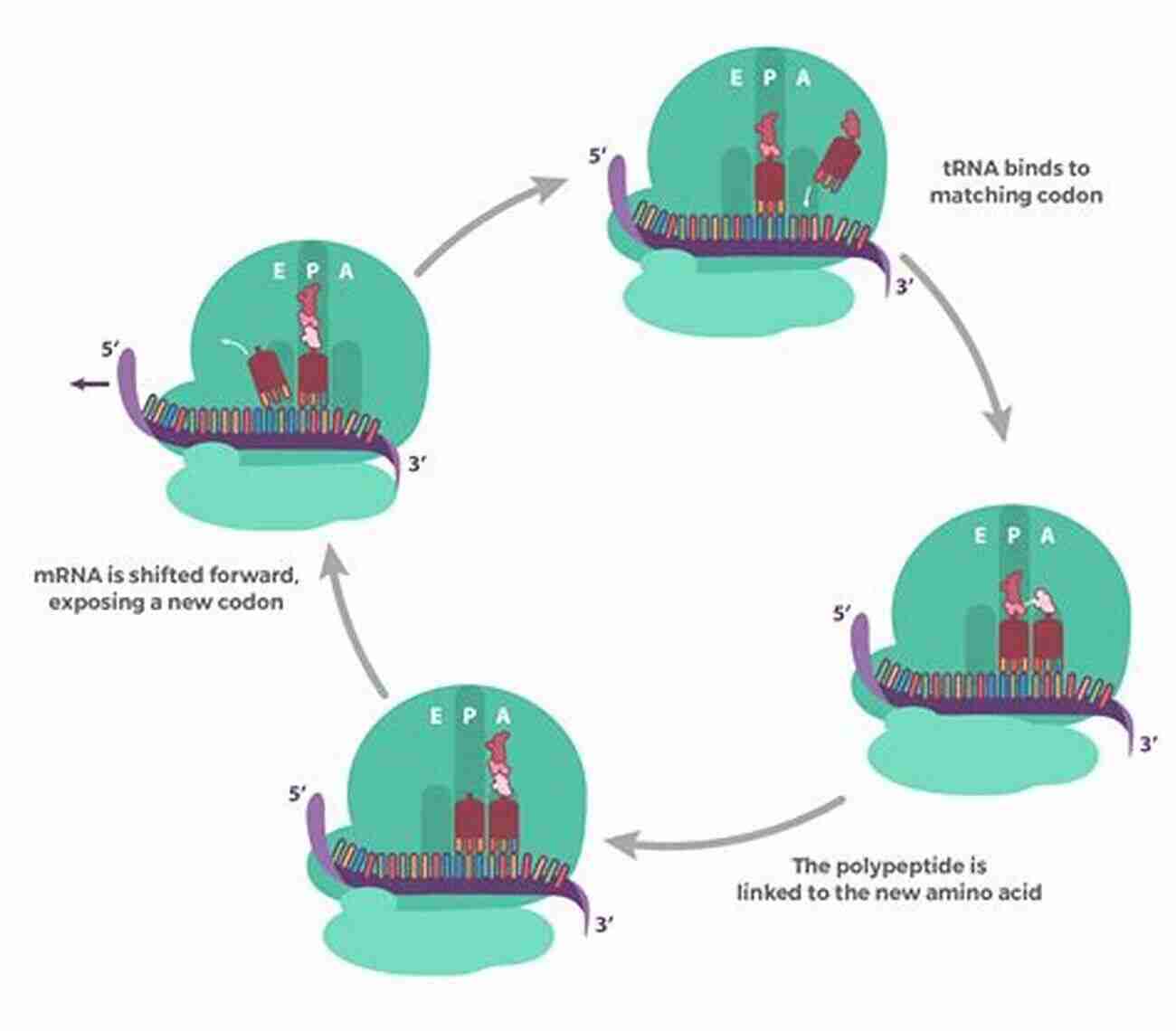 Illustration Of Elongation Phase Pushing Through Time: Synodic Cycles And Their Developing Phases