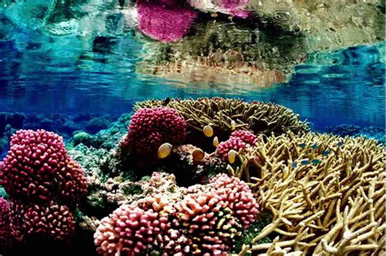 Illustration Of Marine Life In A Vibrant Coral Reef Mother Earth S Beauty: Types Of Water Formations Around Us (For Early Learners): Nature For Kids Earth Sciences (Children S Water Books)