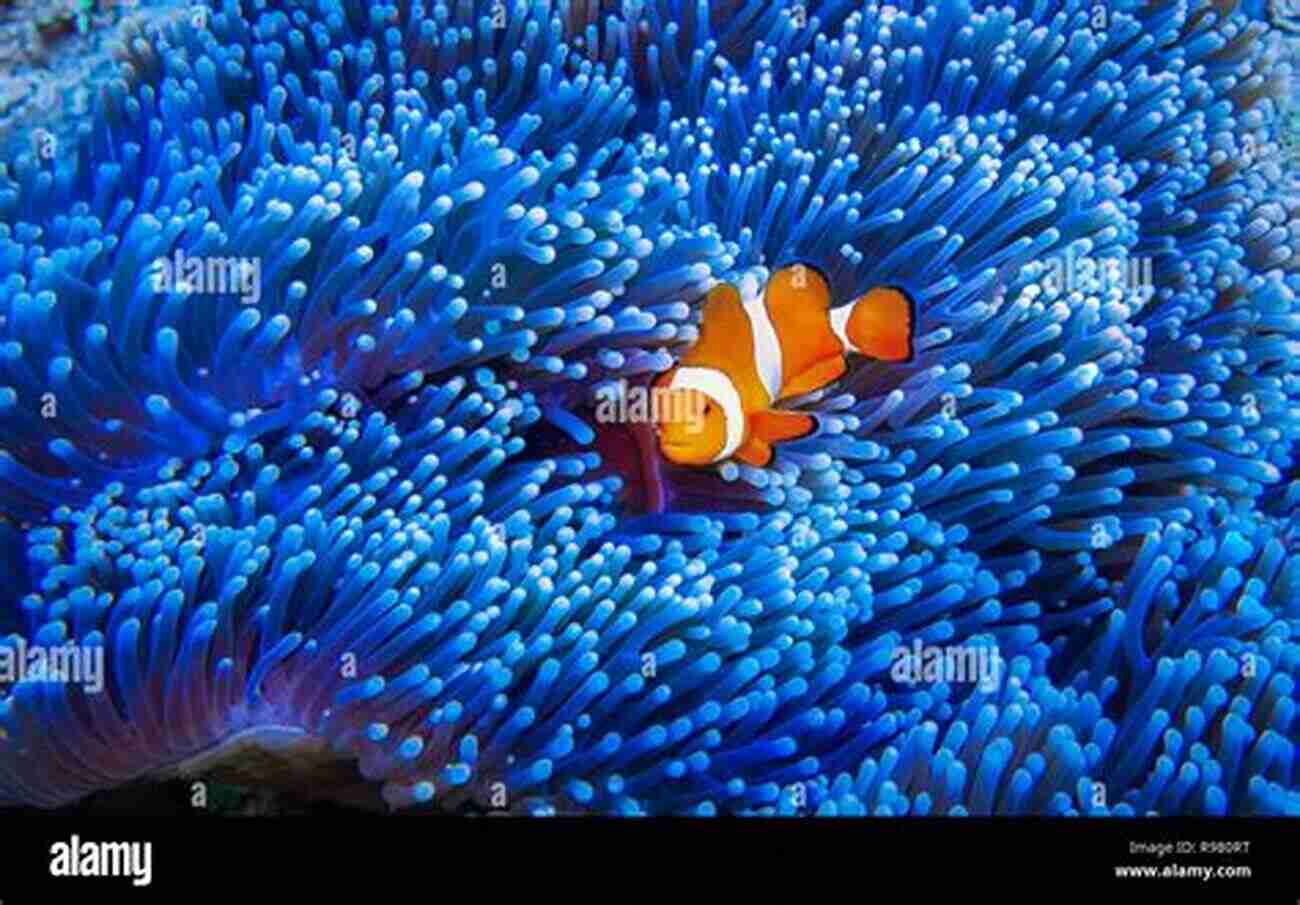 Illustration Of Vibrant Anemone With Clownfish Coral Reef Animals For Kids: Habitat Facts Photos And Fun Children S Oceanography Edition