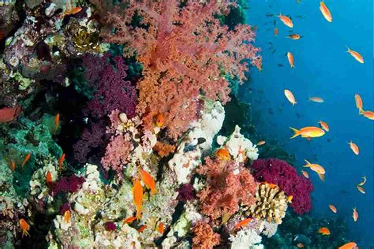 Illustration Of Vibrant Coral Reef With Diverse Marine Animals Coral Reef Animals For Kids: Habitat Facts Photos And Fun Children S Oceanography Edition