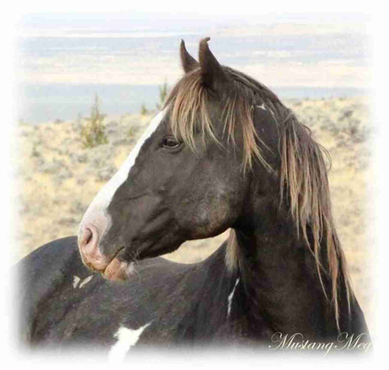 Image Of Thunder, A Majestic Horse Standing Proudly Last Chance Mustang: The Story Of One Horse One Horseman And One Final Shot At Redemption