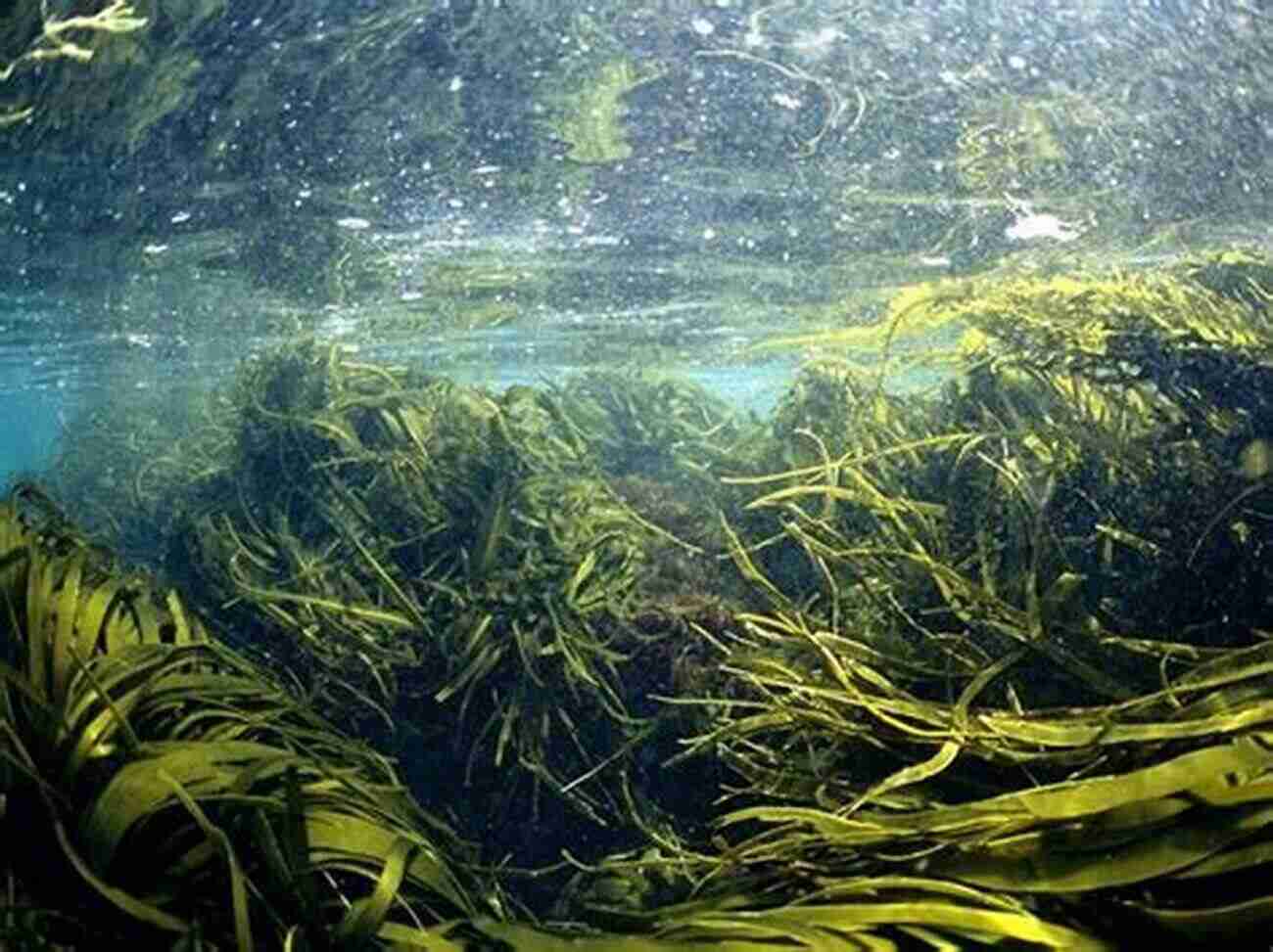 Kelp Forest Swaying In Underwater Currents Seaweeds: A Color Coded Illustrated Guide To Common Marine Plants Of The East Coast Of The United States (Keystone Books)