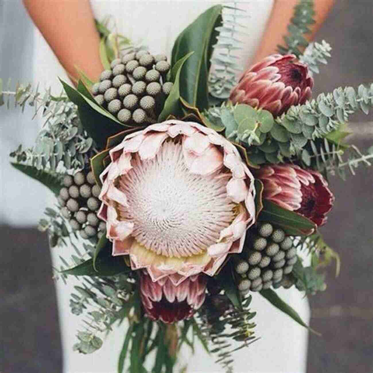 King Protea A Regal Flower Boasting Immense Size And Intricate Detail VONFLORA SuperFlowers: Best 50 Flowers Of Volume 3