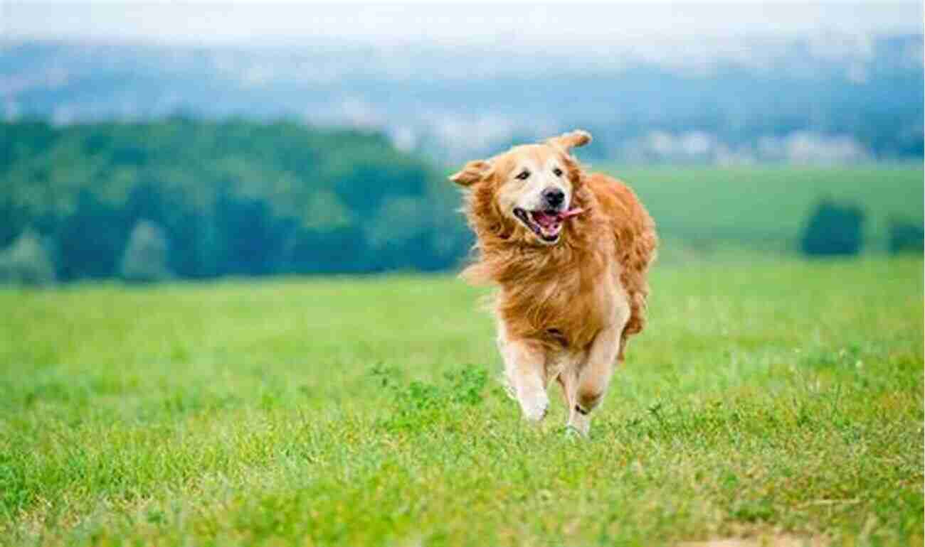 Long Haired Golden Retriever Running In The Field Ants Farming : Complete Owners Guide Acquisition Cost Care Proper Care Proper Health And Diet Of Your Amazing Pet