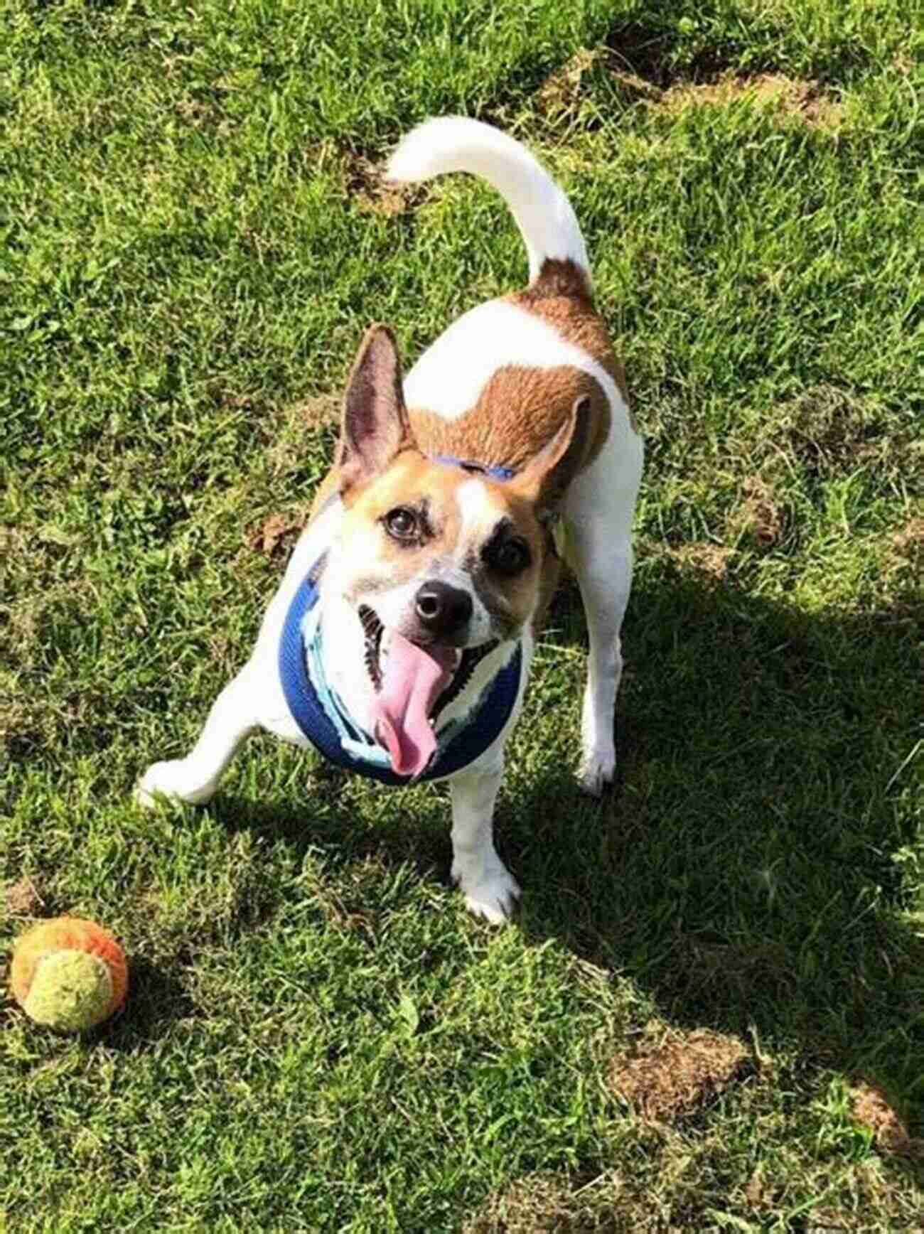 Love At First Bark An Adorable Dog Wagging Its Tail While Playing With A Happy Human Love At First Bark: How Saving A Dog Can Sometimes Help You Save Yourself