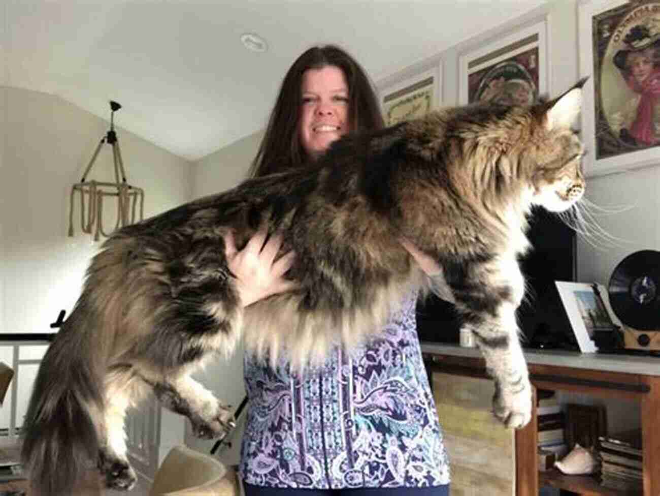 Maine Coon Cat Breed Gentle And Big Interesting Facts About The Most Popular Cat Breeds (Magnificent Animal Series)