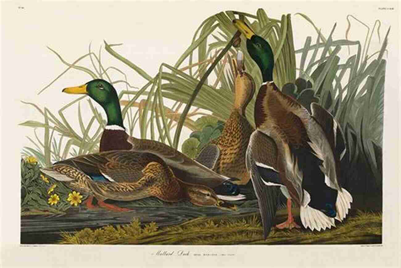 Mallard Duck Bird Image By John James Audubon Counted Cross Stitch Pattern: Mallard Duck Bird By John James Audubon PROFESSIONALLY EDITED Image (Audubon Bird Series)