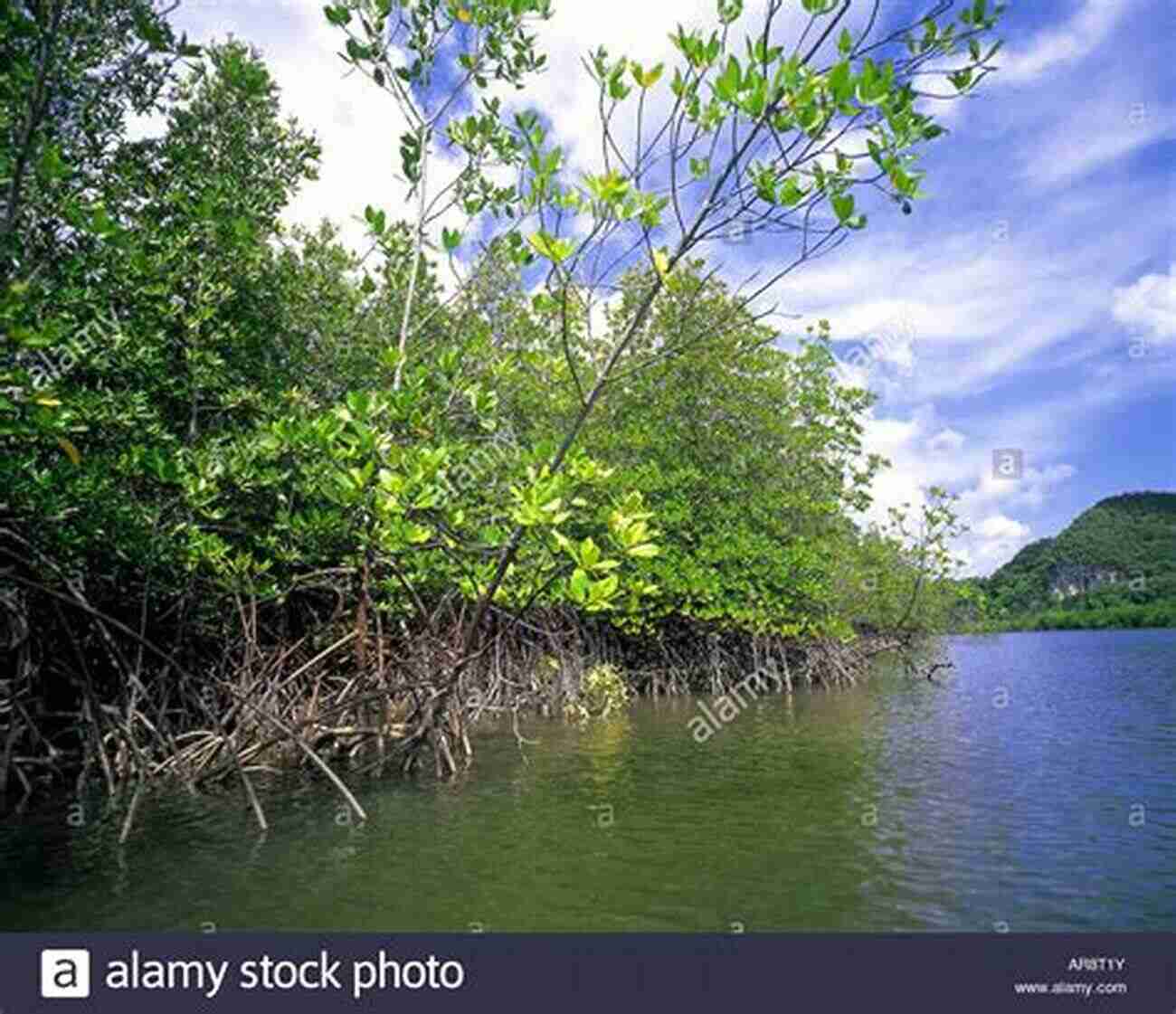 Mangrove Trees Growing Along The Coast Seaweeds: A Color Coded Illustrated Guide To Common Marine Plants Of The East Coast Of The United States (Keystone Books)