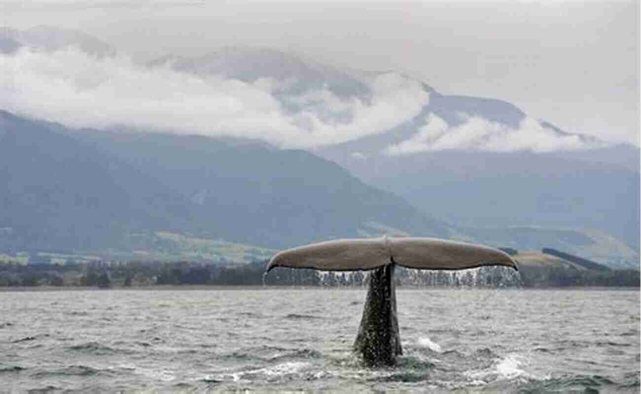 Marine Biodiversity In Kaikoura New Zealand From Fiordland To Bay Of Islands: Travel Stories From New Zealand