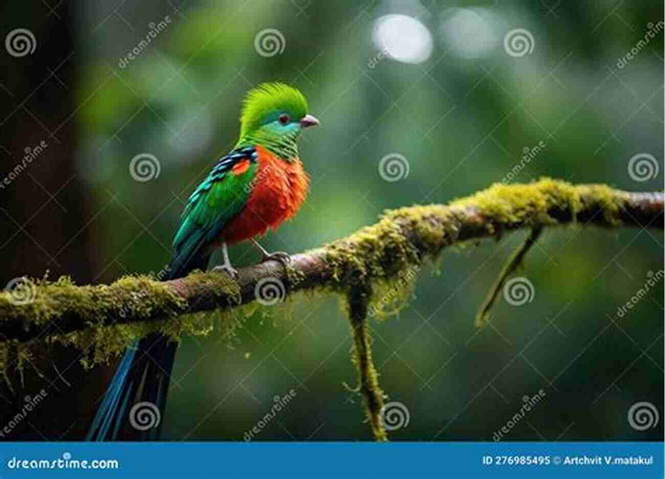 Marvel At The Resplendent Quetzal In Its Natural Habitat Birds Of Costa Rica (Magnificent Animal Series)