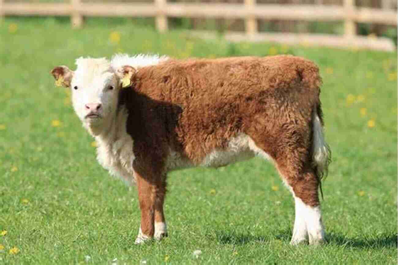 Miniature Hereford Cattle MINIATURE HEREFORDS: A BEGINNER S GUIDE